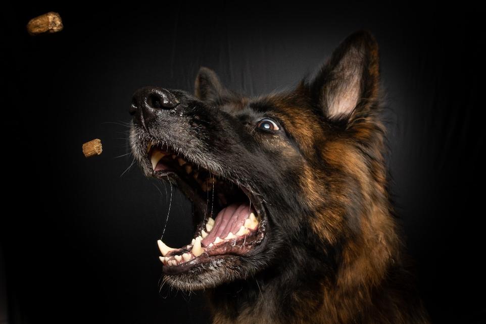 brown and black medium-coated dog opening mouth